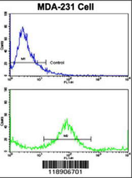 KRT4 Antibody (C-term)