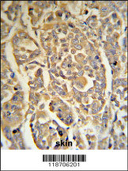 DCD Antibody (C-term)