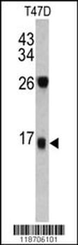 DCD Antibody (C-term)