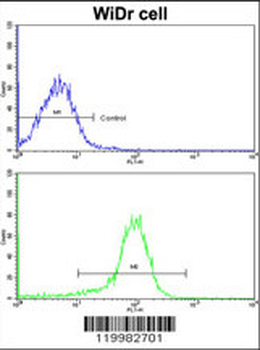 ZWINT Antibody (Center)