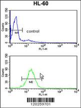 TBP Antibody (Center)