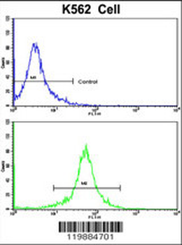 TALDO1 Antibody (Center)