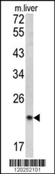 SPCS3 Antibody (C-term)