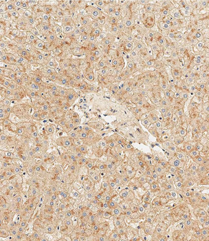 HPX Antibody (Center)