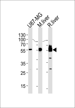 HMGCS1 Antibody (Center)