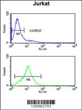 GAS7 Antibody (C-term)