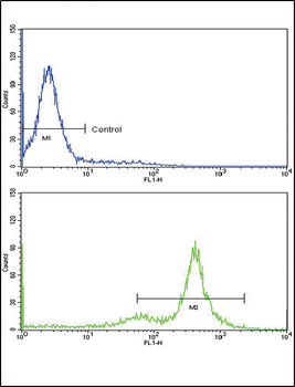 TDG Antibody (C-term)
