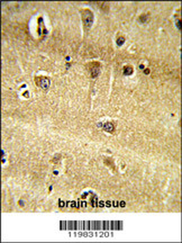 RPS9 Antibody (C-term)