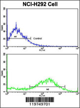 CALD1 Antibody (Center)