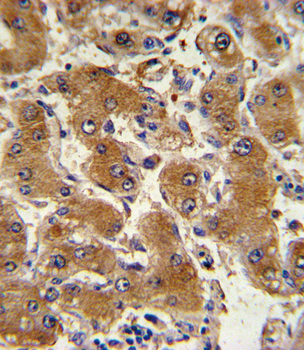 COL6A1 Antibody (C-term)