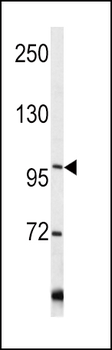 COL6A1 Antibody (C-term)