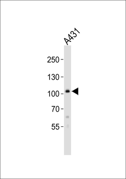 COL6A1 Antibody (C-term)