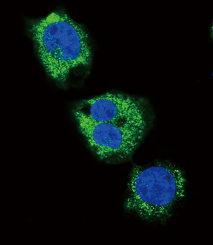 FIBG Antibody (C-term)