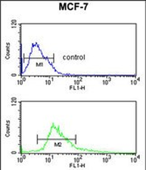 CTNA1 Antibody (N-term)