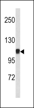 CTNA1 Antibody (N-term)