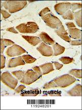 CTSF Antibody (Center D276)