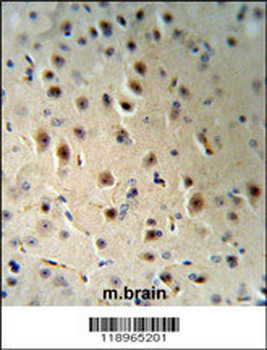 AGO1 Antibody (N-term)