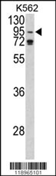 AGO1 Antibody (N-term)
