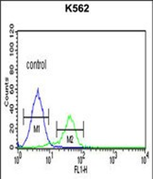 TRAP Antibody (C-term)