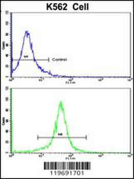ACTG1 Antibody (Center)