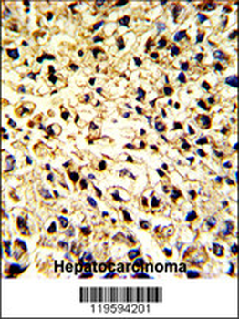 DCL-1 Antibody (Center)