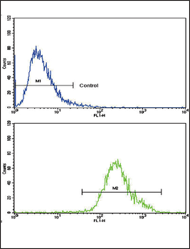 CNOT8 Antibody (C-term)