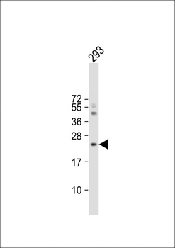 IL1RN Antibody (C-term)