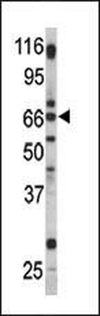 Pael-R (GPR37) Antibody (C-term)