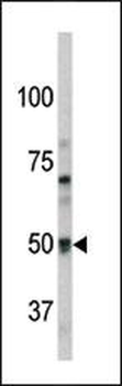 Pael-R (GPR37) Antibody (N-term)