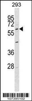 Pael-R (GPR37) Antibody (N-term)