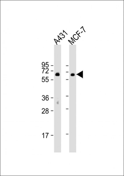 PXN Antibody (Y118)