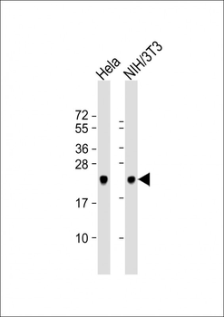 DJ-1 Antibody (N-term)
