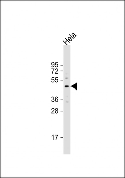 YB1 (YBX1) Antibody (N-term)