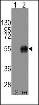 CD14 Antibody (C-term)