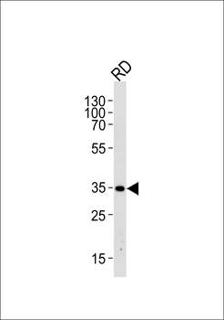 EDA Antibody (N-term)