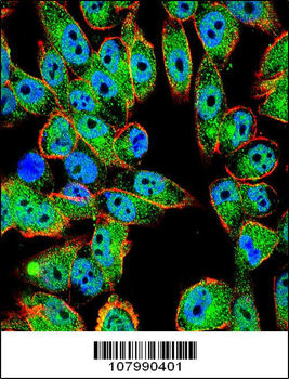 p53 Antibody (T55)