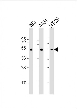p53 Antibody (T55)