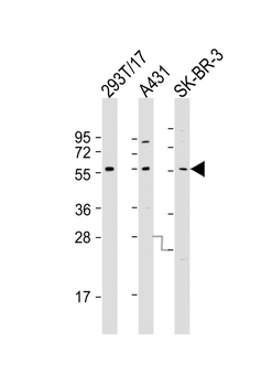 p53 Antibody (C-term)