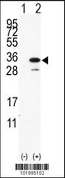 PDAP1 Antibody (C-term)