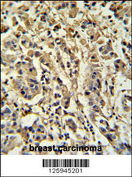 M Sirt3 Antibody (C-term)