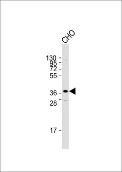 M Sirt3 Antibody (C-term)