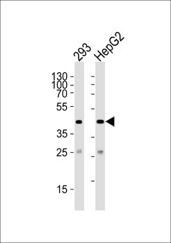 SIRT3 Antibody (C-term)