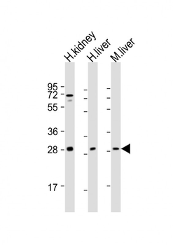 SIRT3 Antibody (C-term)