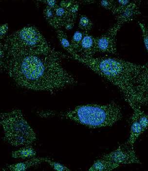 NOTCH3 Antibody (C-term)