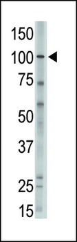 MVP Antibody (C-term)