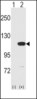 MVP Antibody (C-term)