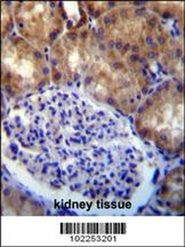 MLLT7 Antibody (N-term)