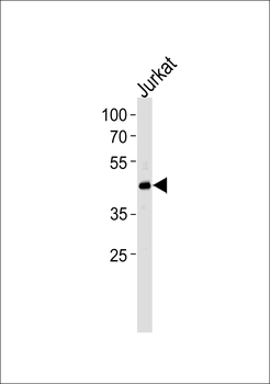 MLLT7 Antibody (N-term)