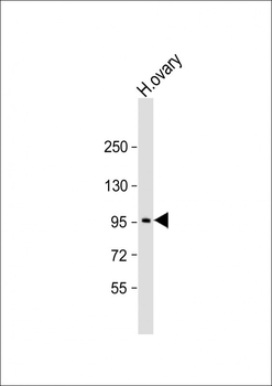 LRP3 Antibody (C-term)