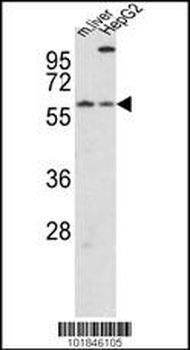 Cry2 Antibody (C-term)